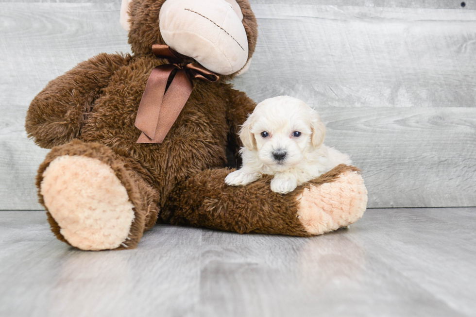 Smart Maltipoo Poodle Mix Pup