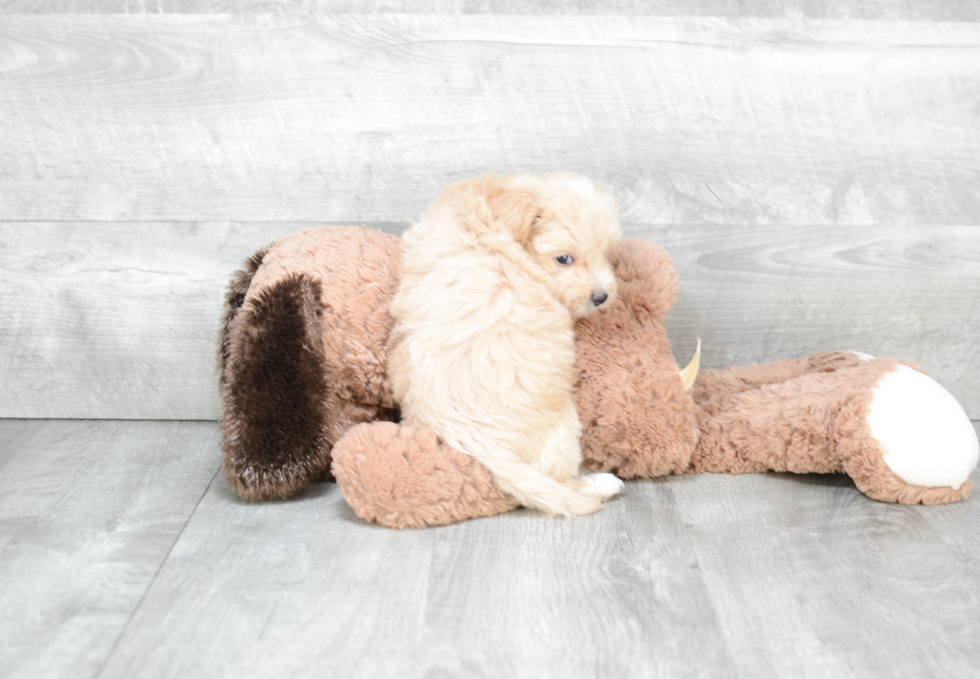 Petite Maltipoo Poodle Mix Pup