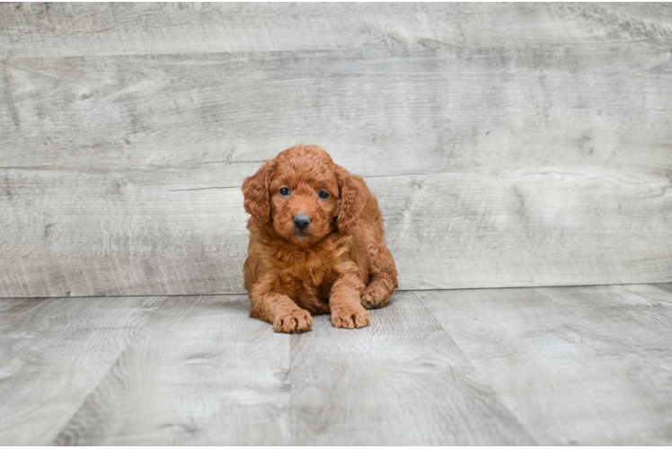 Mini Goldendoodle Puppy for Adoption