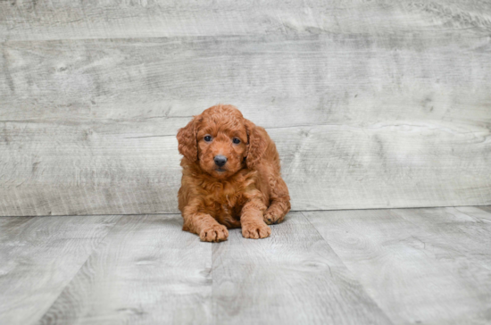 Mini Goldendoodle Puppy for Adoption