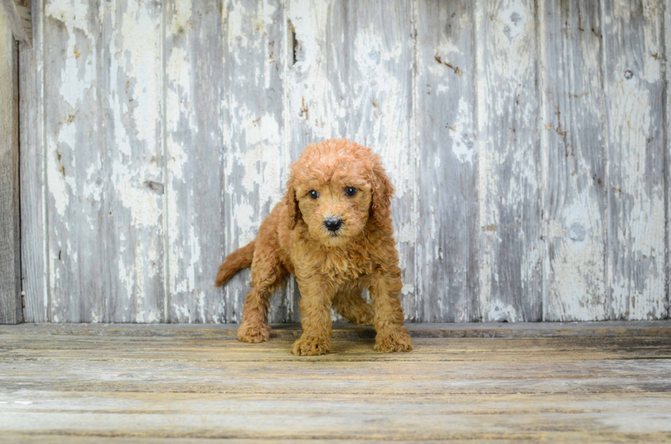 Popular Mini Goldendoodle Poodle Mix Pup