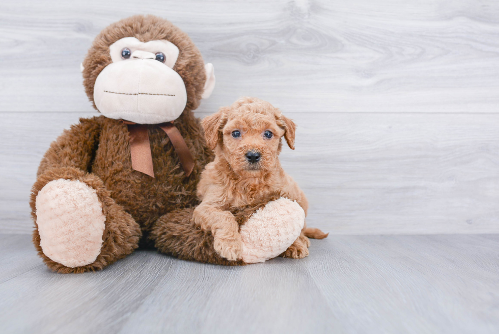 Mini Goldendoodle Pup Being Cute