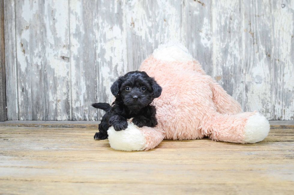 Sweet Morkie Baby