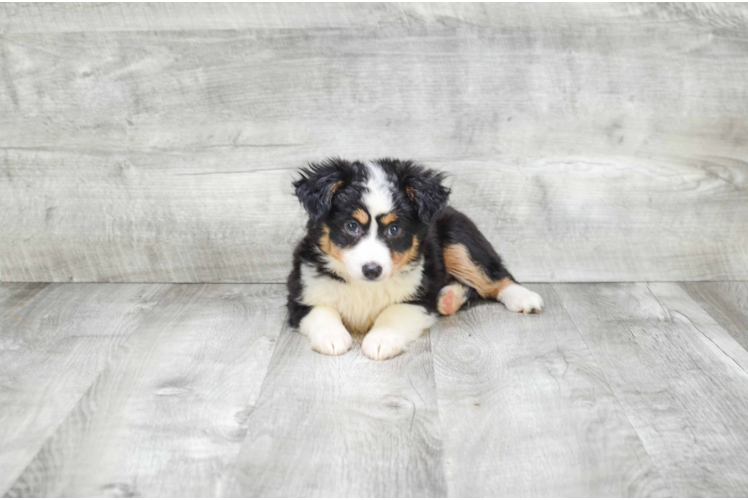 Small Mini Aussiedoodle Baby