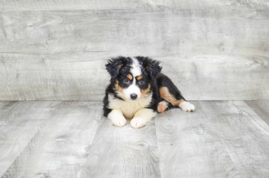 Small Mini Aussiedoodle Baby