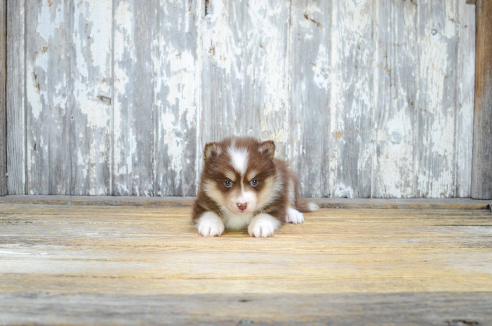 Pomsky Puppy for Adoption