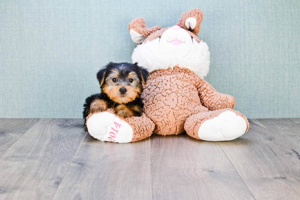 Meet Lisa - our Yorkshire Terrier Puppy Photo 