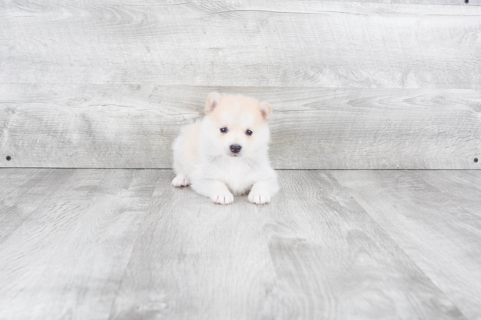 Playful Mini Husky Designer Puppy