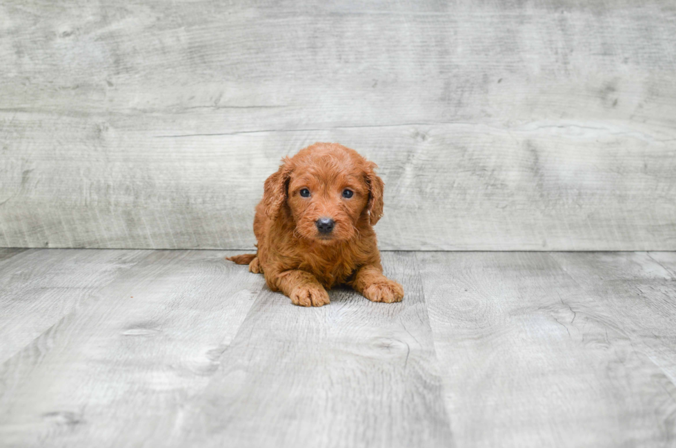 Fluffy Mini Goldendoodle Poodle Mix Pup