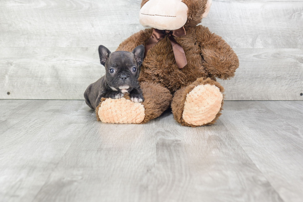 French Bulldog Puppy for Adoption