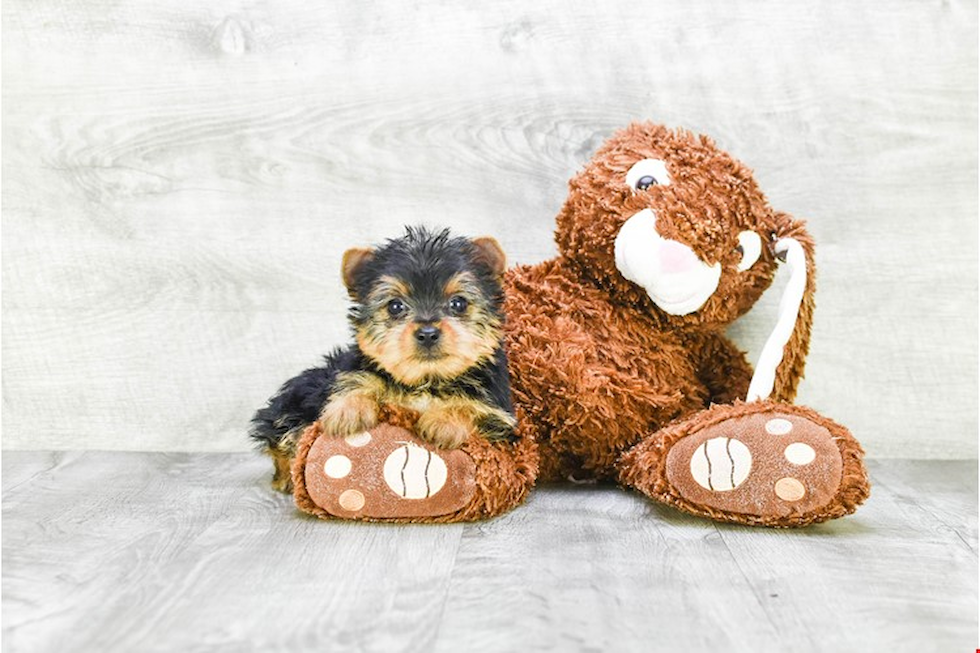Meet Stevo - our Yorkshire Terrier Puppy Photo 
