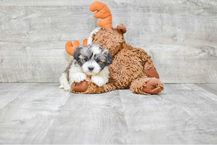 Smart Havanese Purebred Puppy