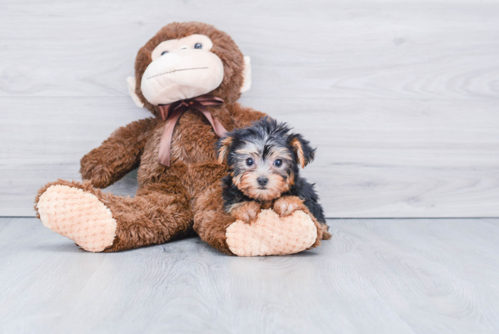 Meet Timmy - our Yorkshire Terrier Puppy Photo 