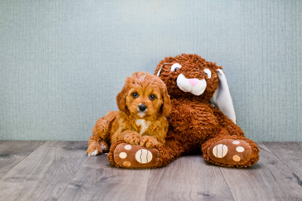 Little Cavoodle Poodle Mix Puppy