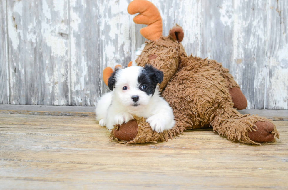 Fluffy Teddy Bear Designer Pup