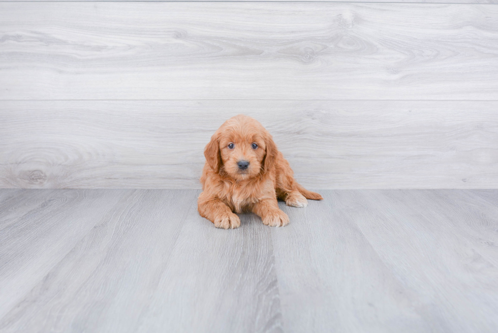 Fluffy Mini Goldendoodle Poodle Mix Pup