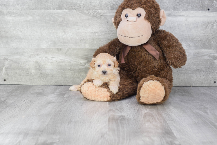 Happy Maltipoo Baby