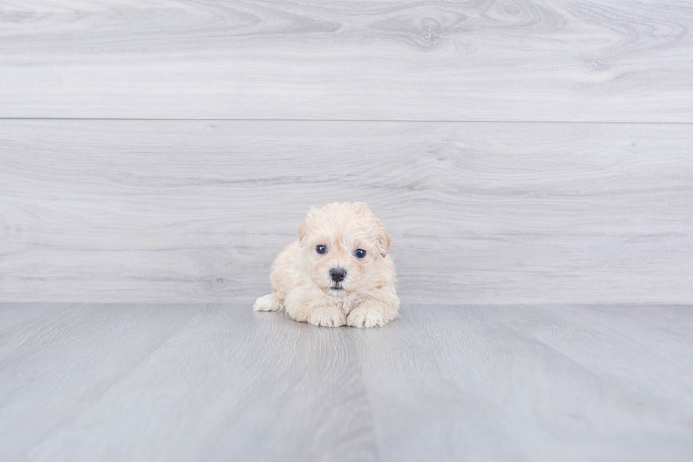 Best Maltipoo Baby