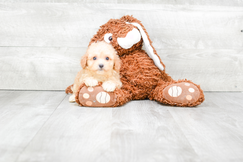 Maltipoo Pup Being Cute