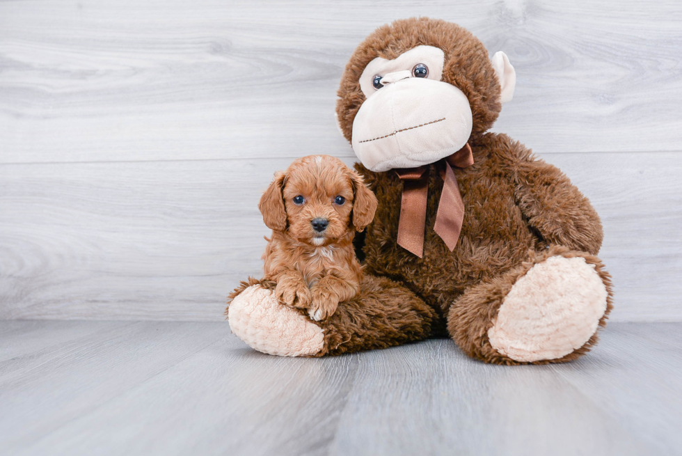 Best Cavapoo Baby