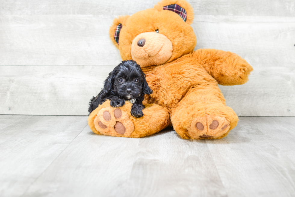 Best Cavapoo Baby