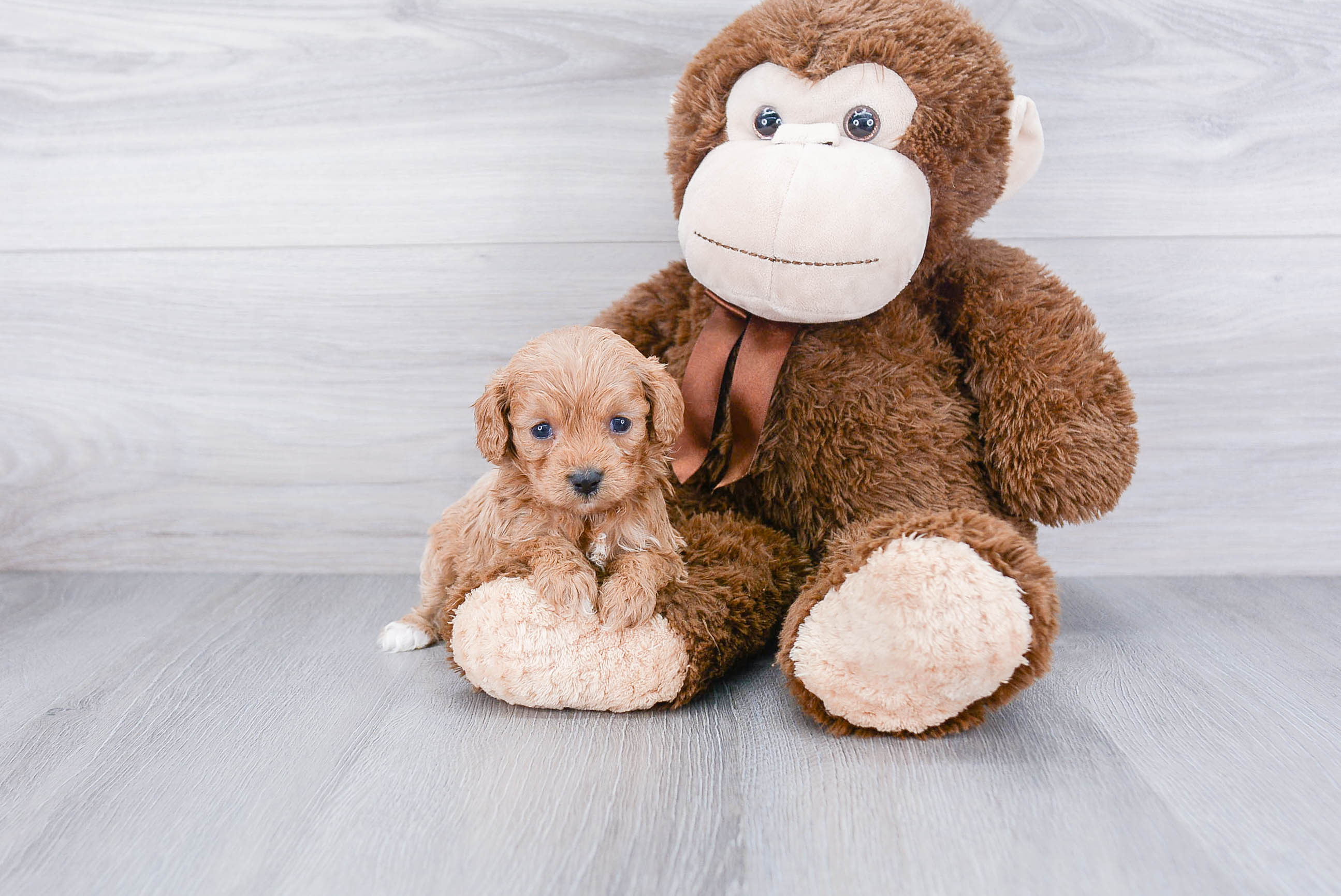 Smart Cavapoo Poodle Mix Pup