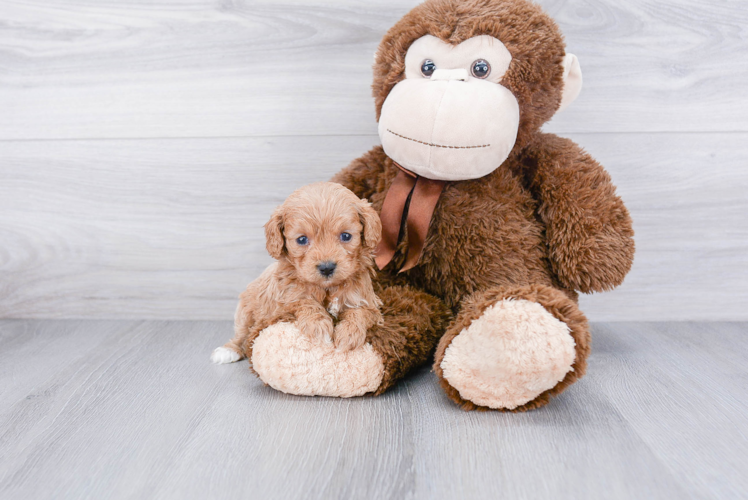 Smart Cavapoo Poodle Mix Pup