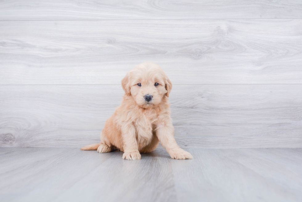 Little Golden Retriever Poodle Mix Puppy