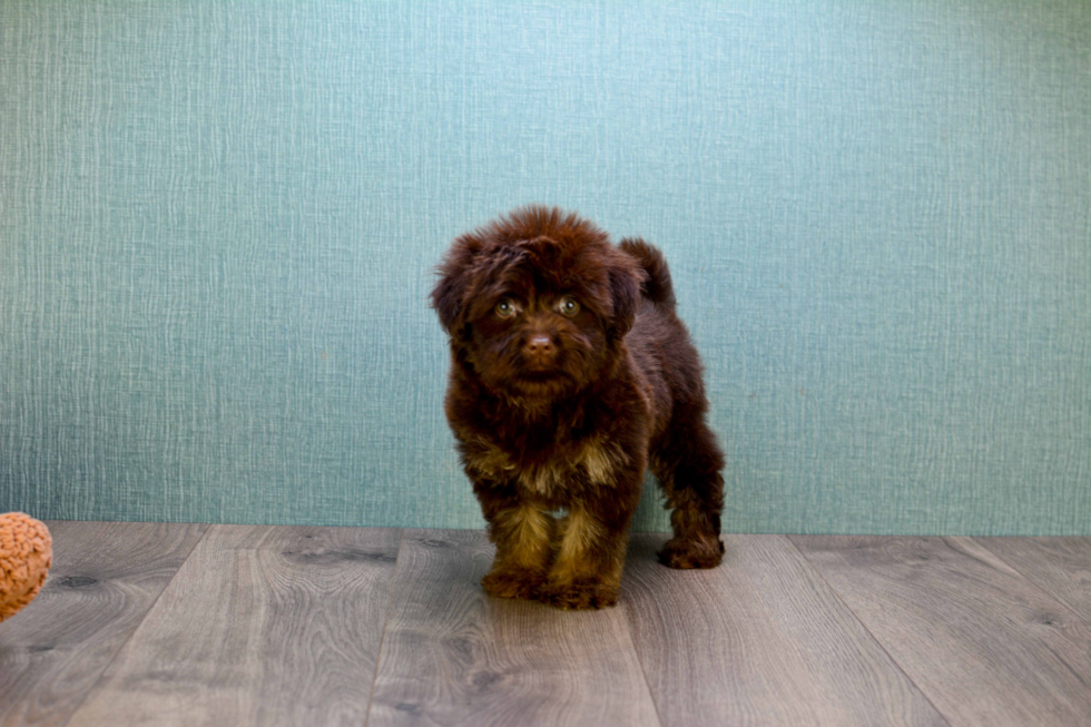 Playful Havanese Baby