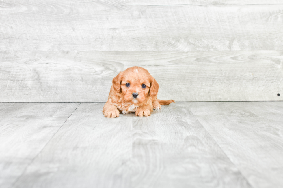 Cavapoo Pup Being Cute