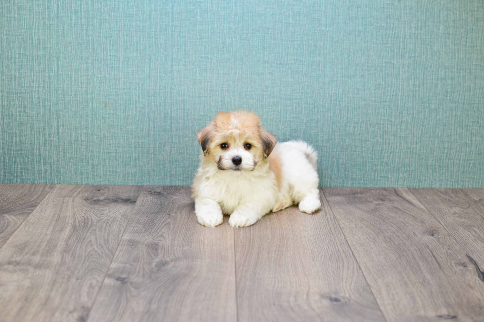 Playful Havanese Purebred Pup