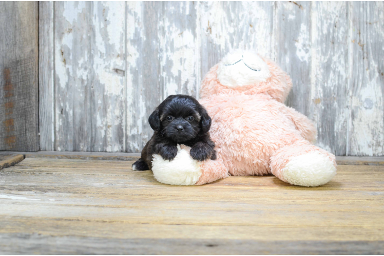 Teddy Bear Puppy for Adoption