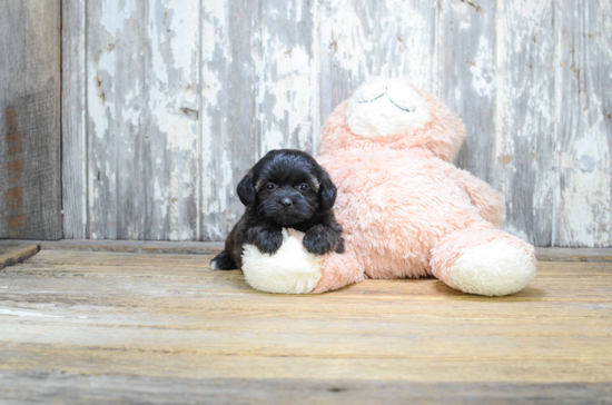 Teddy Bear Puppy for Adoption