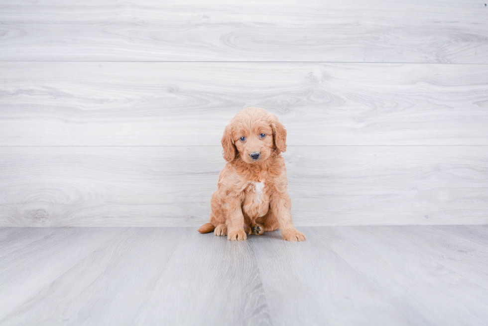 Best Mini Goldendoodle Baby