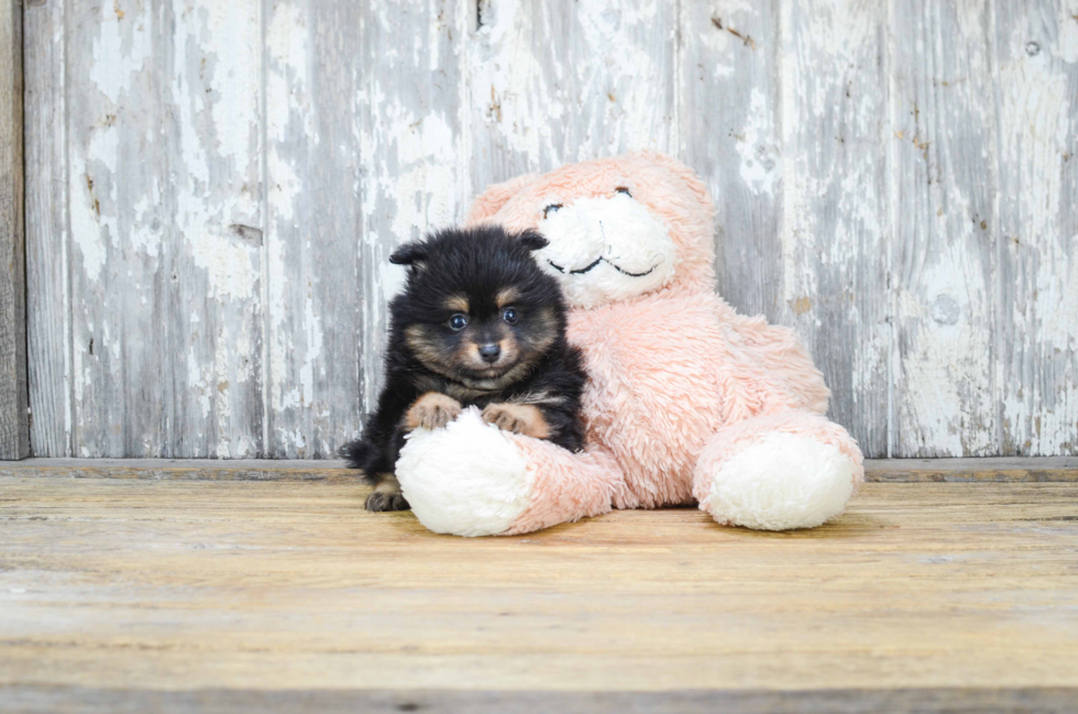 Petite Pomeranian Purebred Puppy