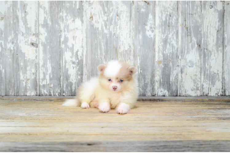 Pomeranian Puppy for Adoption