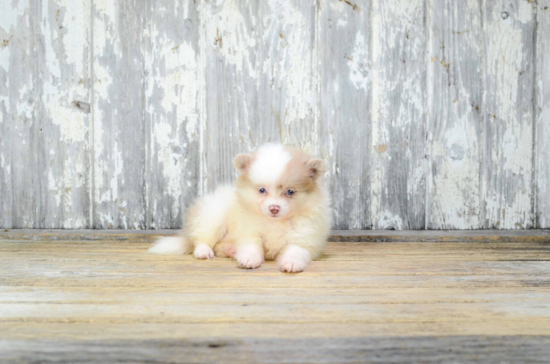 Pomeranian Puppy for Adoption