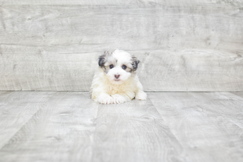 Funny Havanese Purebred Pup