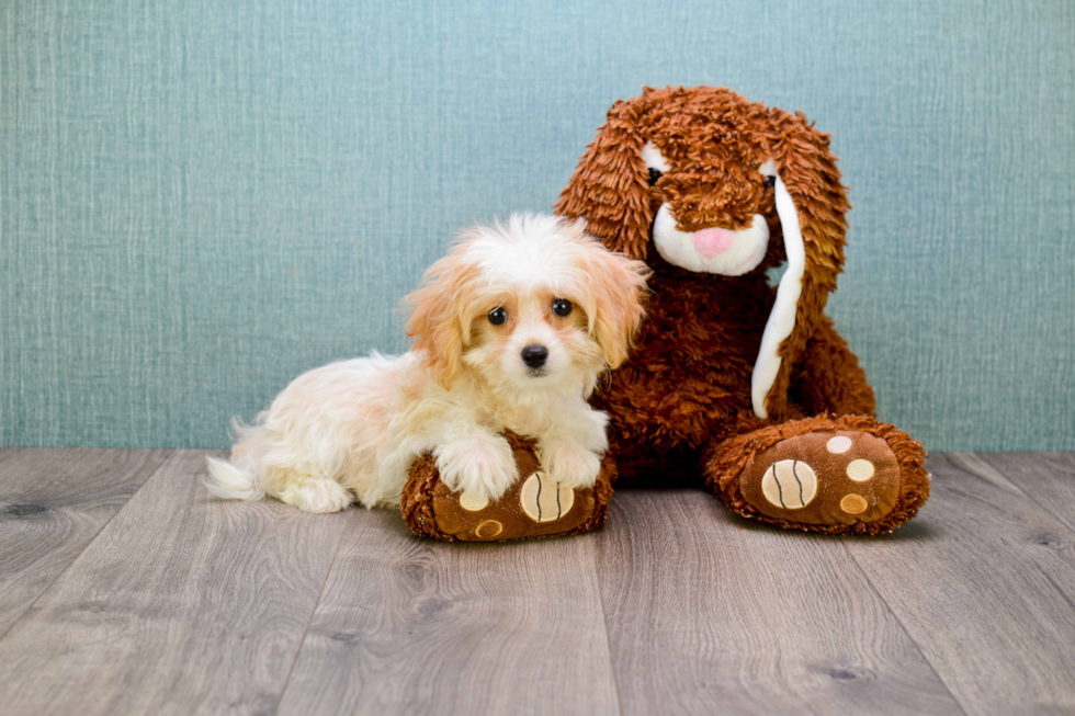 Best Cavachon Baby