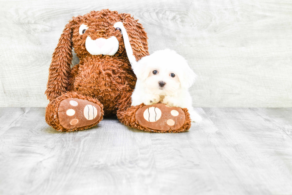 Best Maltese Baby