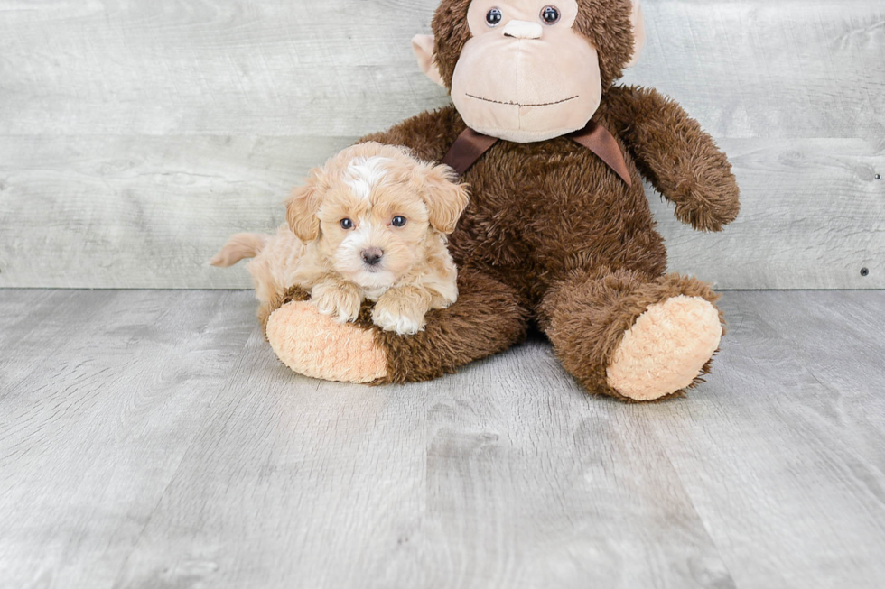 Maltipoo Puppy for Adoption