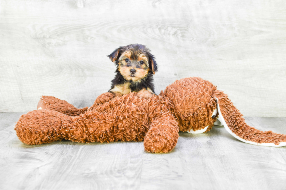 Meet Goldie - our Yorkshire Terrier Puppy Photo 