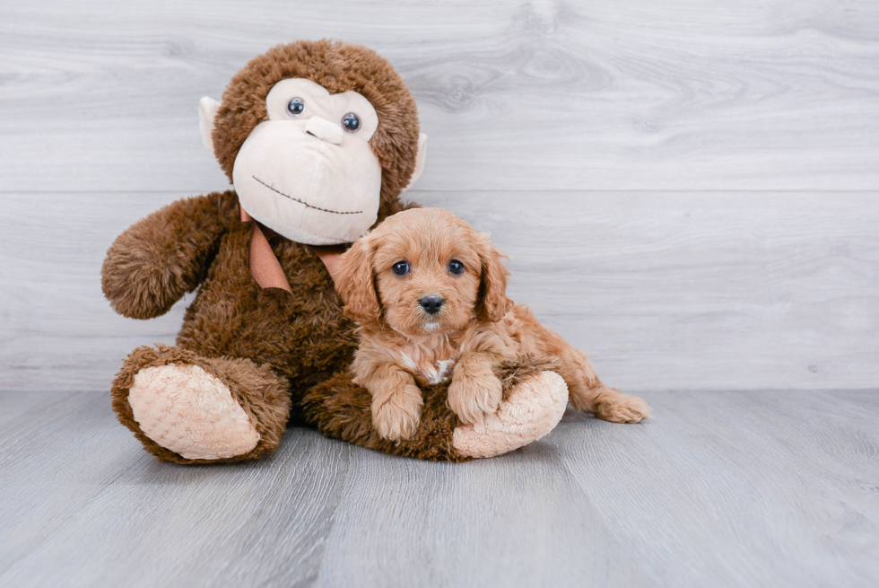 Little Cavoodle Poodle Mix Puppy