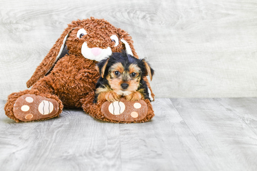 Meet Steph - our Yorkshire Terrier Puppy Photo 