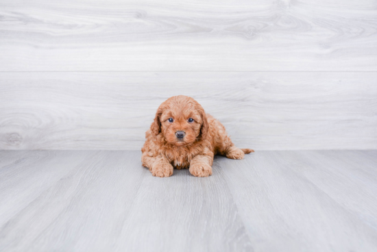 Cavapoo Puppy for Adoption