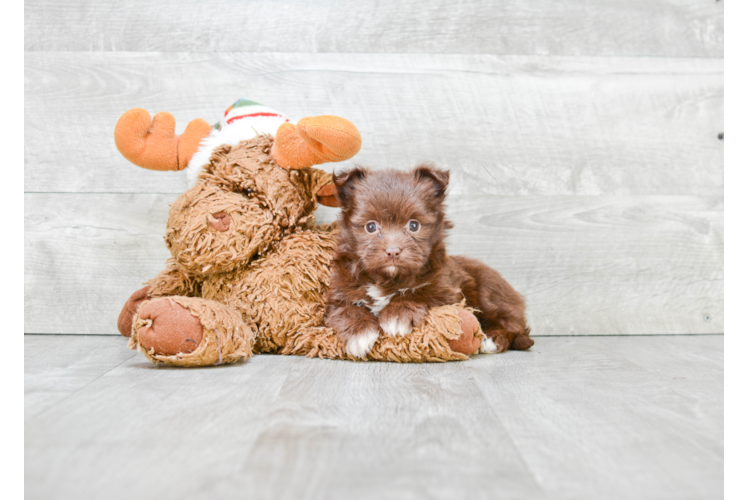 Maltipom Pup Being Cute