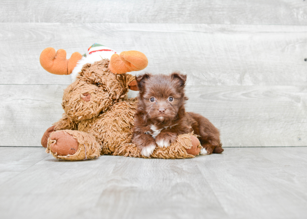 Maltipom Pup Being Cute