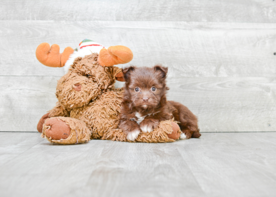 Maltipom Pup Being Cute