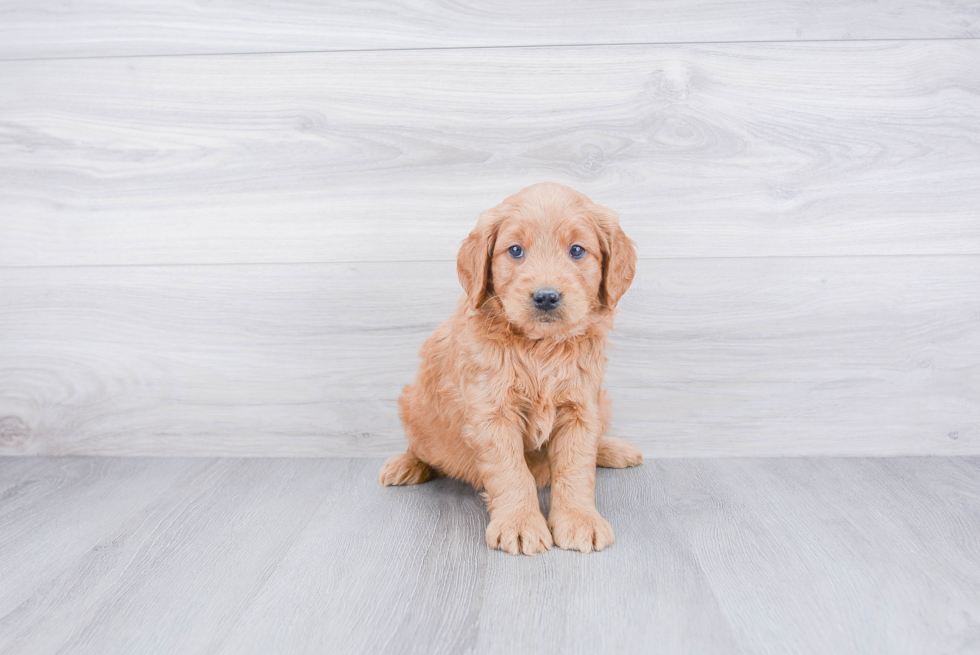 Best Mini Goldendoodle Baby