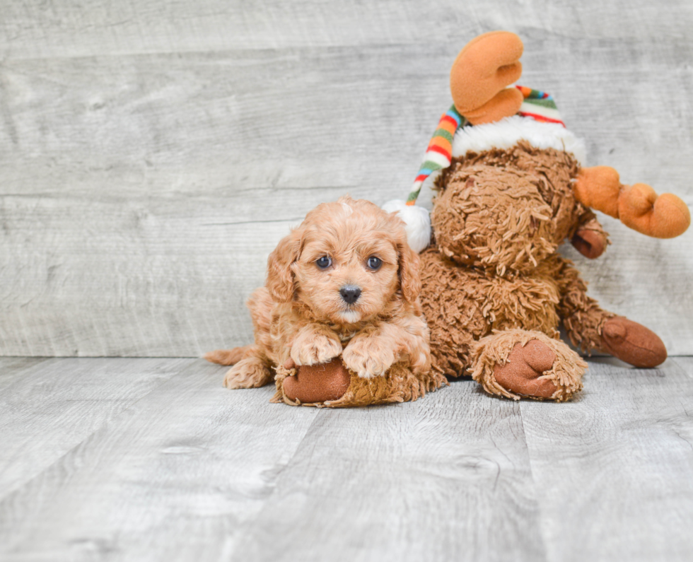 Cavapoo Puppy for Adoption